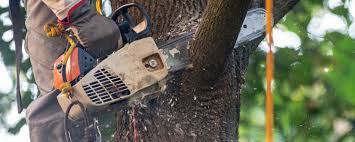 Greenwood, IN Tree Services Company