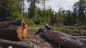 Best Tree Disease Treatment  in Greenwood, IN