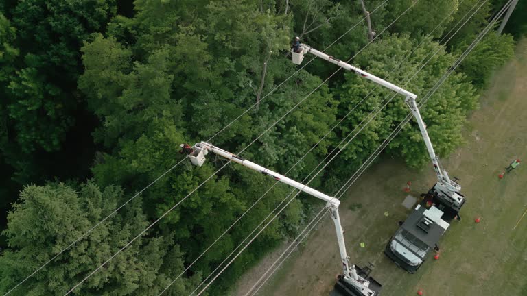 Best Tree Cabling and Bracing  in Greenwood, IN