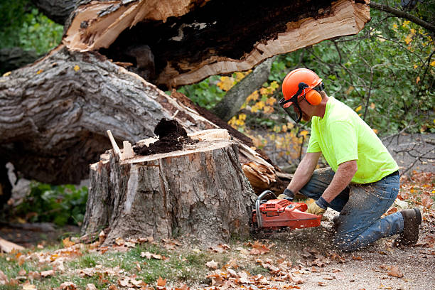 Best Stump Grinding and Removal  in Greenwood, IN