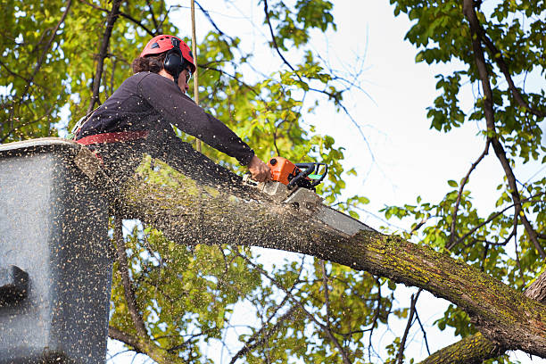 How Our Tree Care Process Works  in  Greenwood, IN